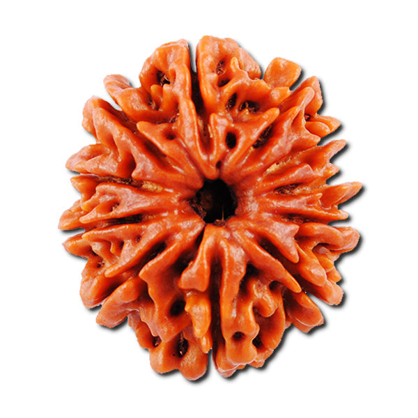 11 Mukhi Rudraksha Benefits Article, Original 11 Mukhi Rudraksha