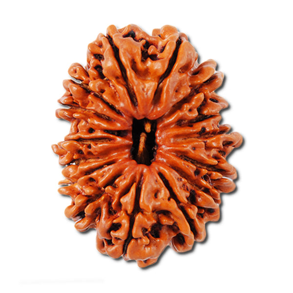 15 Mukhi Rudraksha Benefits Article, Original 15 Mukhi Rudraksha