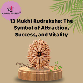 13 Mukhi Rudraksha: The Symbol of Attraction, Success, and Vitality