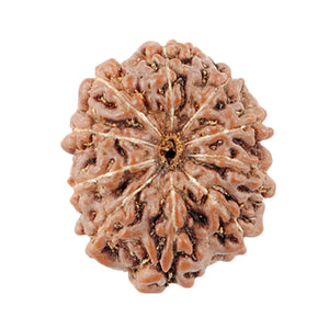 Indonesian 10 Mukhi