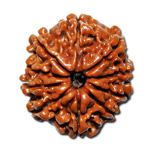 Nepalese 10 Mukhi