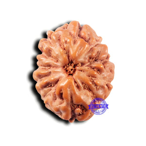 Indonesian 11 Mukhi