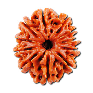 Nepalese 11 Mukhi
