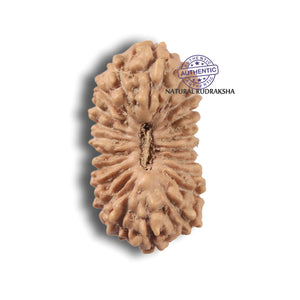 22 Mukhi Indonesian Rudraksha
