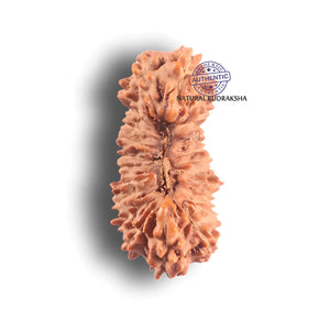 23 Mukhi Indonesian Rudraksha