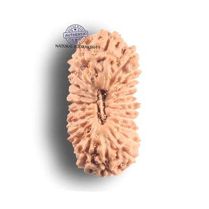 24 Mukhi Indonesian Rudraksha