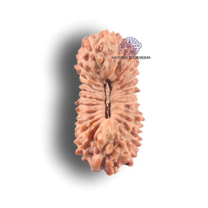 25 Mukhi Indonesian Rudraksha