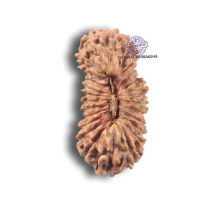 26 Mukhi Indonesian Rudraksha