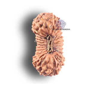 27 Mukhi Indonesian Rudraksha