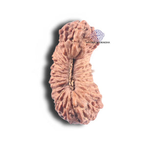 28 Mukhi Indonesian Rudraksha