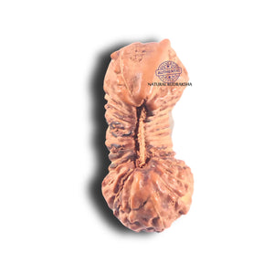 29 Mukhi Indonesian Rudraksha