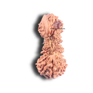 30 Mukhi Indonesian Rudraksha