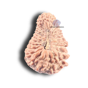 31 Mukhi Indonesian Rudraksha