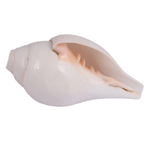 4 Lines / 4 Vedas Shankh