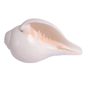 6 Lines / Shastan (Senses) Shankh