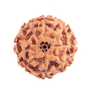 Indonesian 8 Mukhi