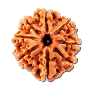 Nepalese 8 Mukhi