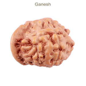 Indonesia Ganesh Rudraksha