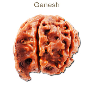 Nepalese Ganesh Rudraksha