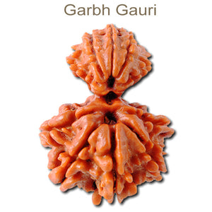 Garbh Gauri Rudraksha