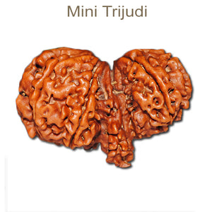 Mini Trijudi Rudraksha