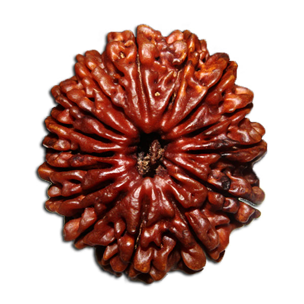 Rudraksha:1 to 21, ganesh – Rudra and Sons