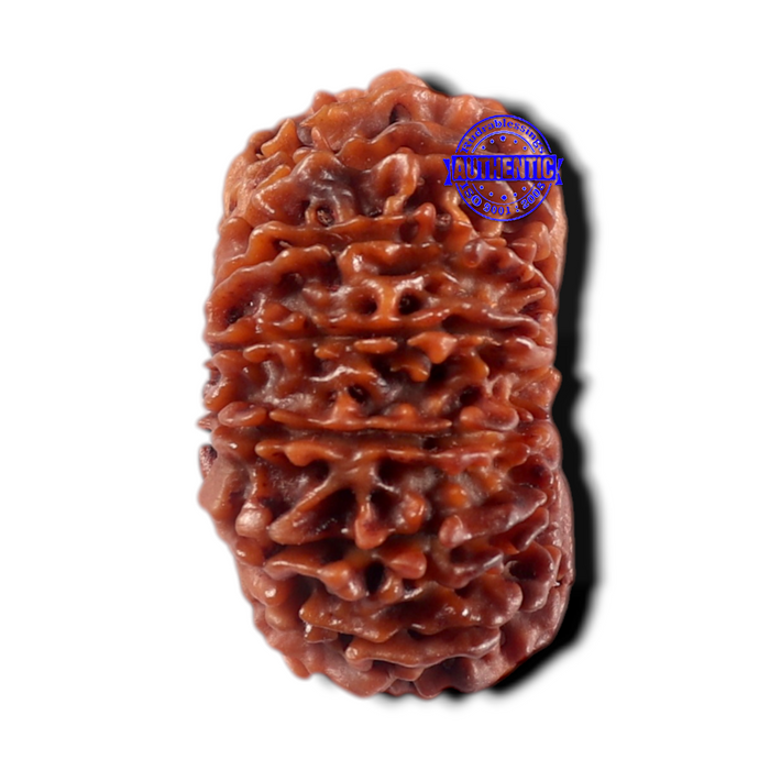 16 Mukhi Rudraksha from Nepal - Bead No. 69