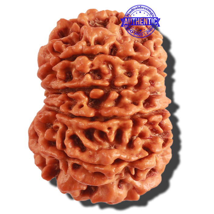 10 Mukhi Nepalese Rudraksha - Bead No 317
