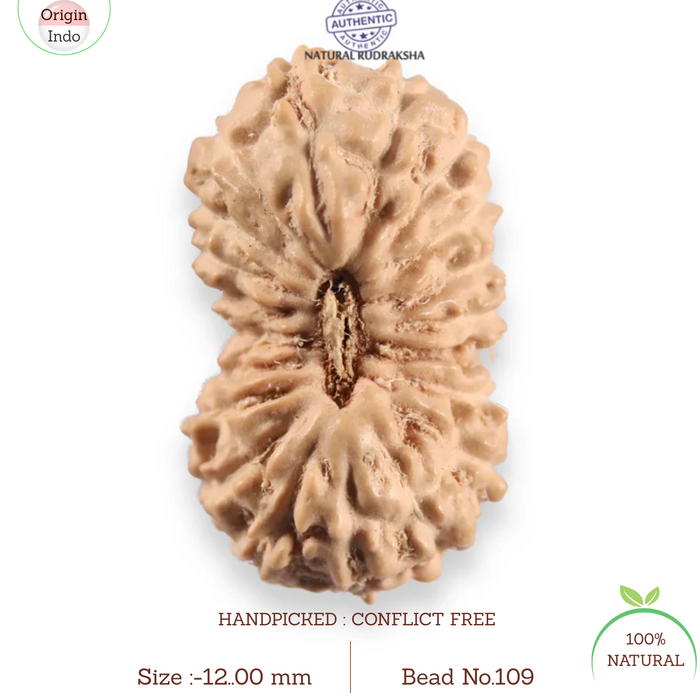 20 Mukhi Indonesian Rudraksha - Bead 109