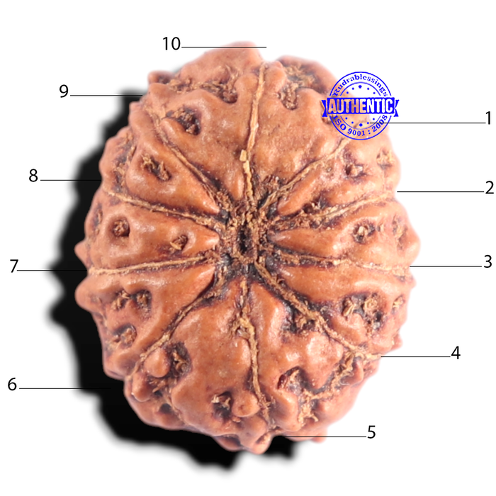 10 Mukhi Rudraksha from Indonesia - Bead No. 210