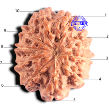 Load image into Gallery viewer, 10 Mukhi Rudraksha from Indonesia - Bead No. 209
