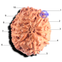 Load image into Gallery viewer, 10 Mukhi Rudraksha from Indonesia - Bead No. 211

