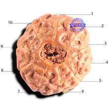 Load image into Gallery viewer, 10 Mukhi Rudraksha from Indonesia - Bead No. 213
