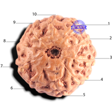 Load image into Gallery viewer, 10 Mukhi Rudraksha from Indonesia - Bead No. 214
