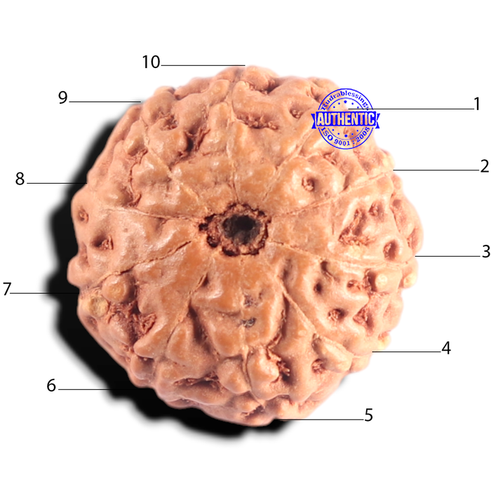 10 Mukhi Rudraksha from Indonesia - Bead No. 214