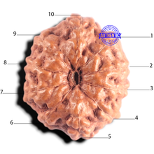 Load image into Gallery viewer, 10 Mukhi Rudraksha from Indonesia - Bead No. 215
