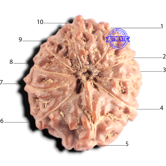 10 Mukhi Rudraksha from Indonesia - Bead No. 217