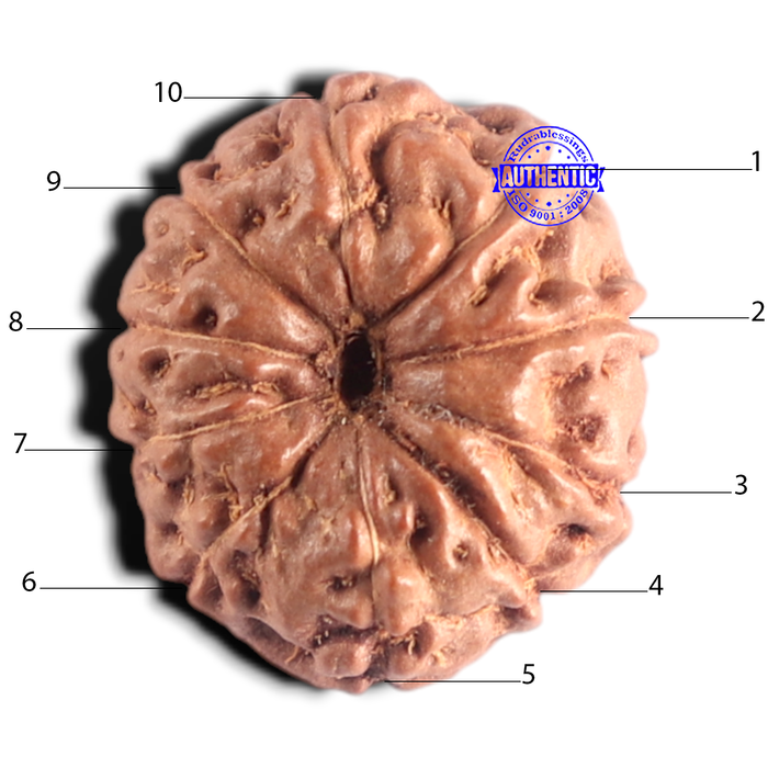 10 Mukhi Rudraksha from Indonesia - Bead No. 218