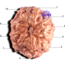Load image into Gallery viewer, 10 Mukhi Rudraksha from Indonesia - Bead No. 219
