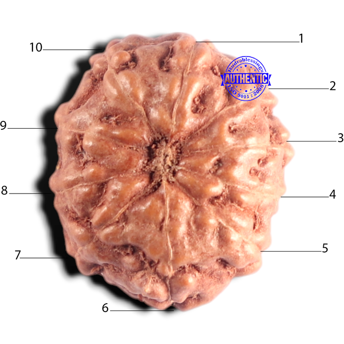 10 Mukhi Rudraksha from Indonesia - Bead No. 219