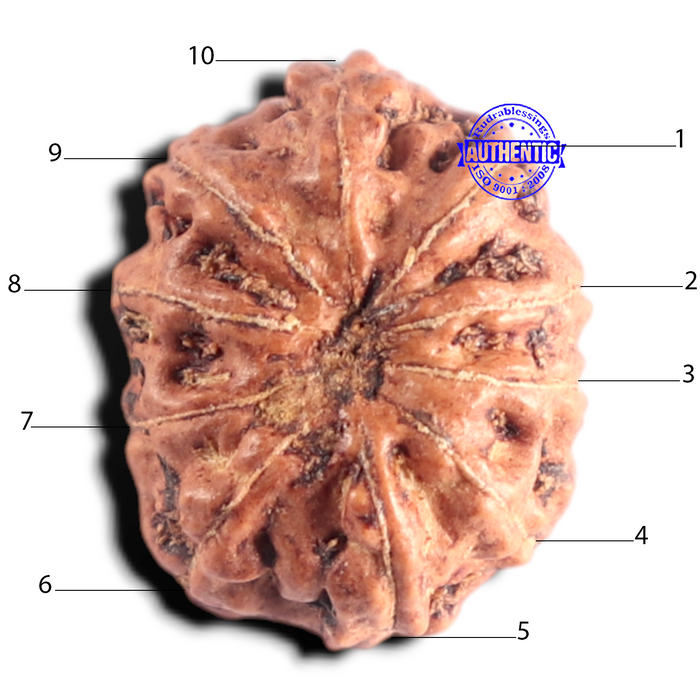 10 Mukhi Rudraksha from Indonesia - Bead No. 220