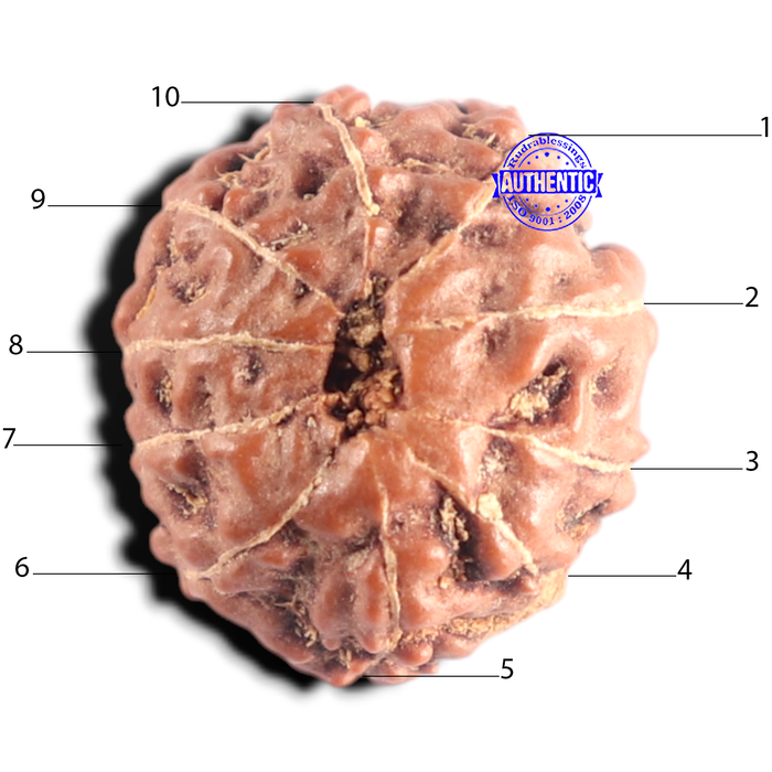10 Mukhi Rudraksha from Indonesia - Bead No. 221