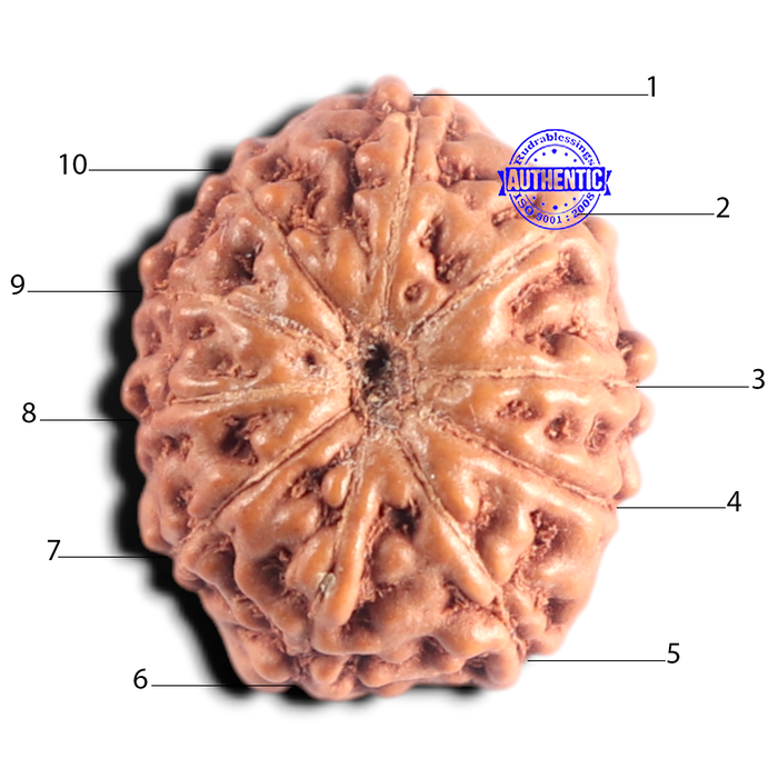 10 Mukhi Rudraksha from Indonesia - Bead No. 222