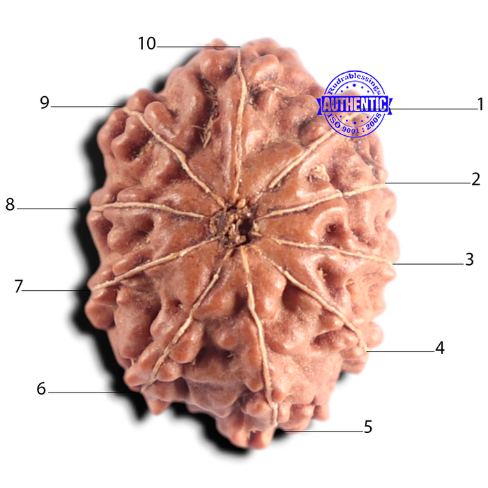 10 Mukhi Rudraksha from Indonesia - Bead No. 223