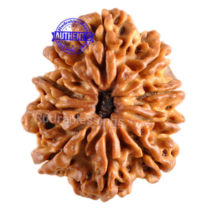 10 Mukhi Nepalese Rudraksha - Bead No. 131