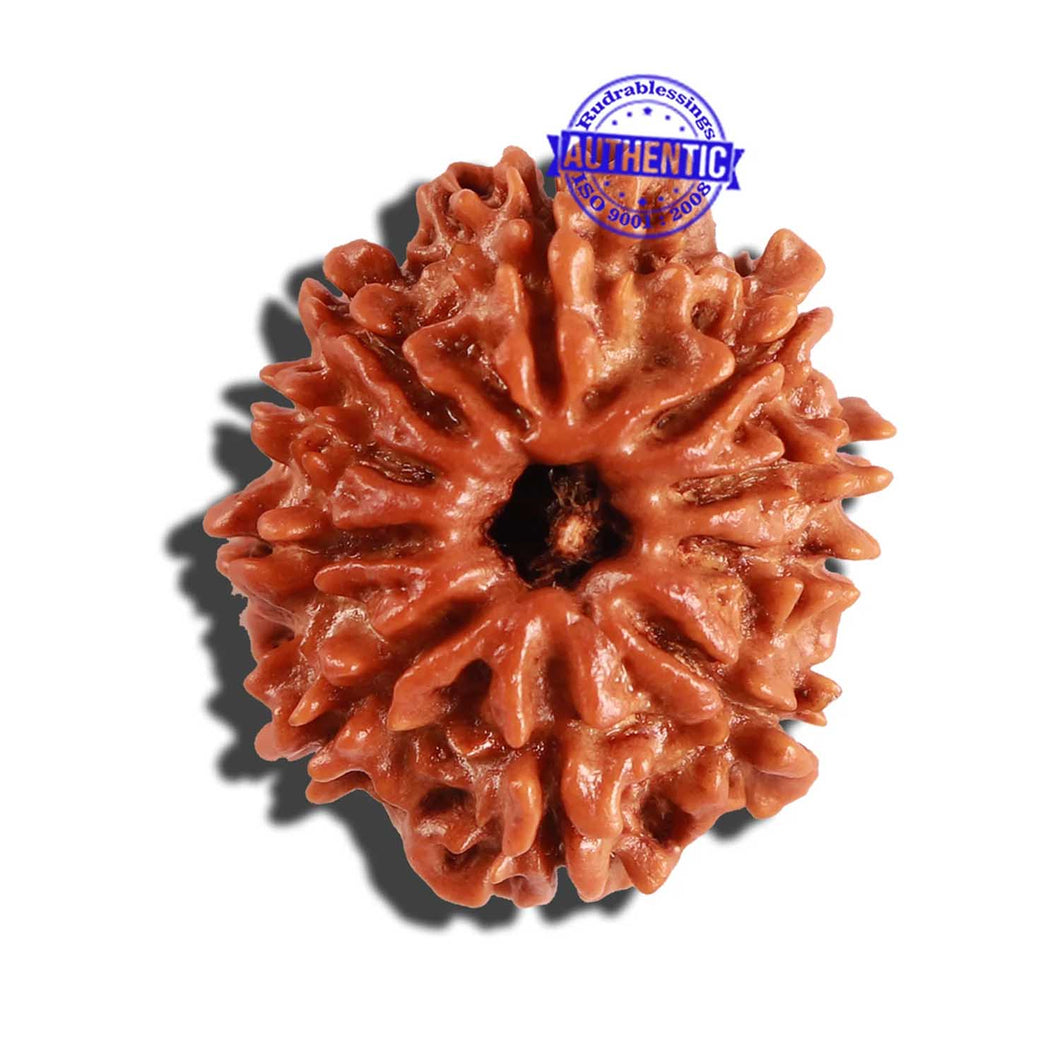10 Mukhi Nepalese Rudraksha - Bead No. 265