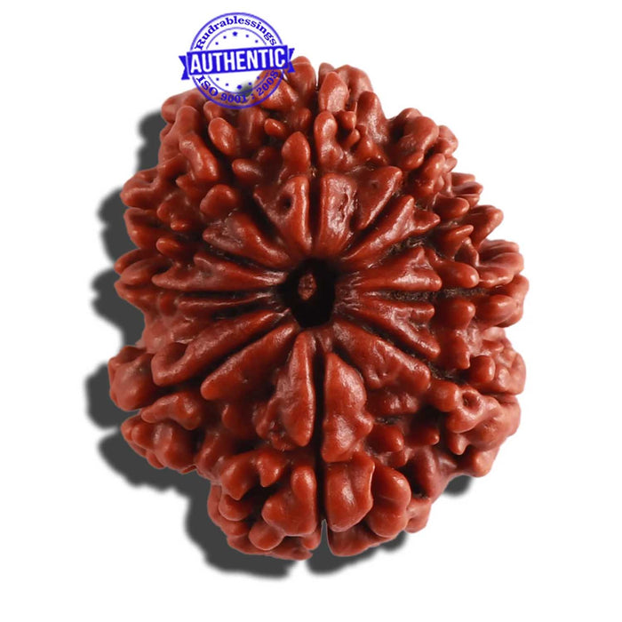 10 Mukhi Nepalese Rudraksha - Bead No 290
