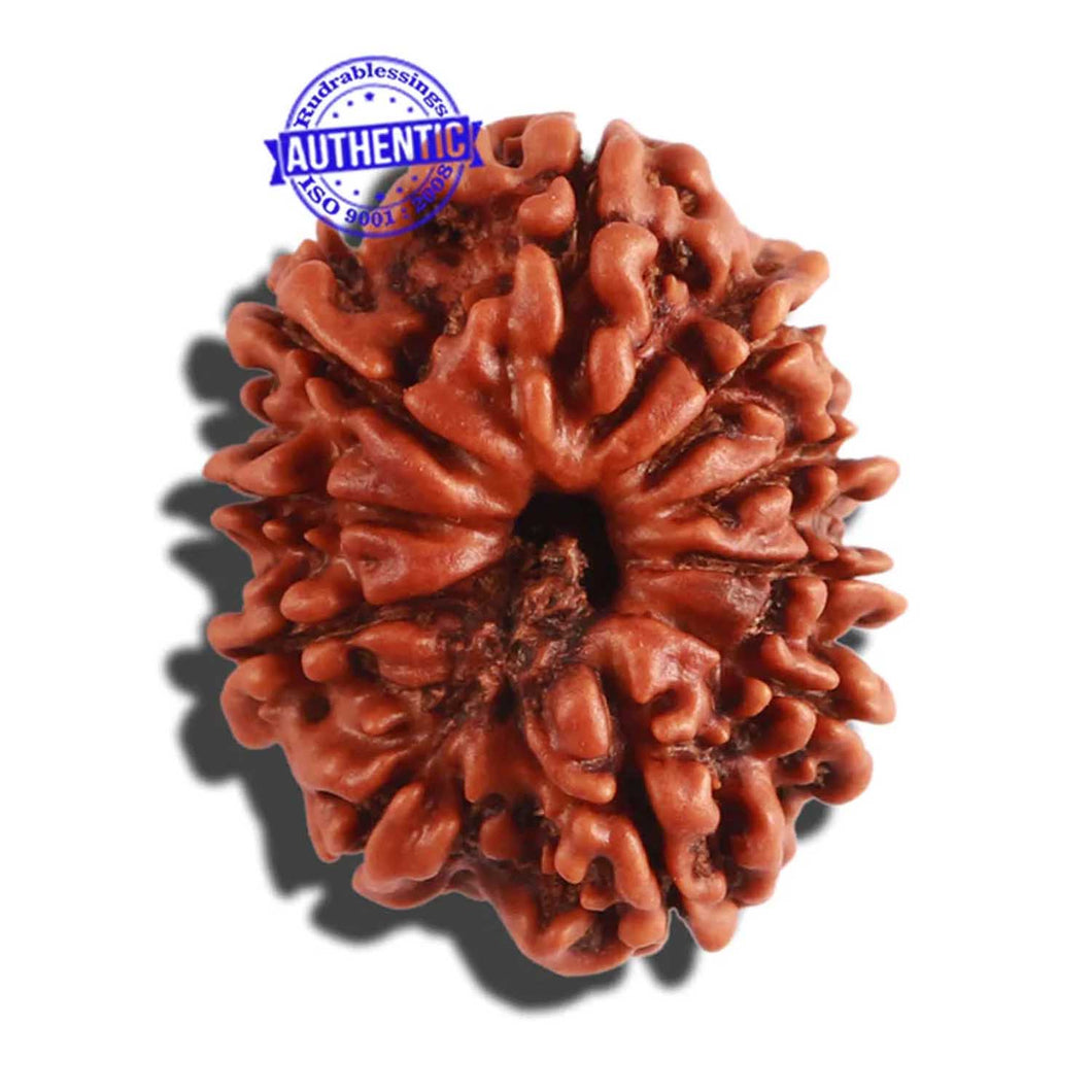 10 Mukhi Nepalese Rudraksha - Bead No. 291