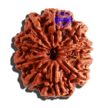 Load image into Gallery viewer, 10 Mukhi Nepalese Rudraksha - Bead No. 340
