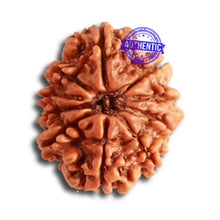 Load image into Gallery viewer, 10 Mukhi Nepalese Rudraksha - Bead No 349
